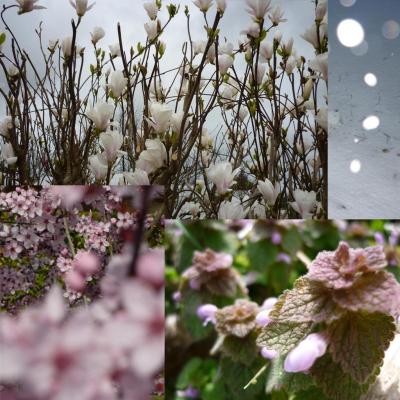 photos montage de plantes & fleurs..